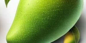 Fresh Totapuri Mango