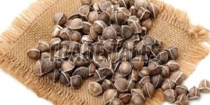 Moringa Seeds