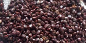 Dry Tamarind Seed