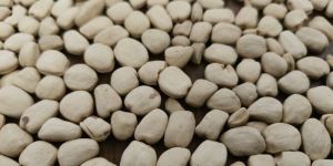 White Tamarind Seed