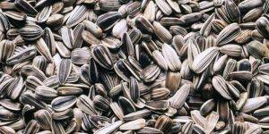 Sunflower Seeds