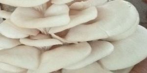 Fresh Oyster Mushroom