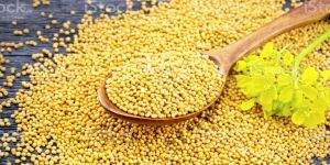 Yellow Mustard Seeds