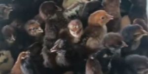 Multi Colour Sonali Chick