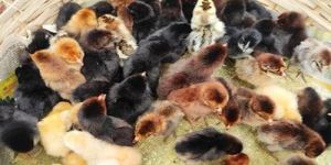 Live Desi Multicolor Sonali Chicks