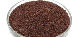 Ragi Seeds