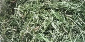 Green Rosemary Leaves