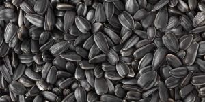 Sunflower Seed
