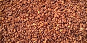 Sesame Seed