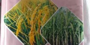 Fipro Ultra Fipronil