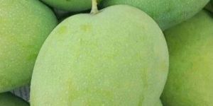 Fresh Green Banginapalli Mango