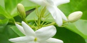 Indian Jasmine Flower (Jasmine Grandiflorum)