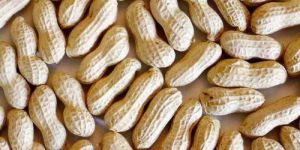 Shelled Peanuts