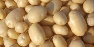 Fresh Pukhraj Potato
