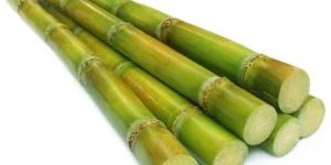 Fresh Sugarcane