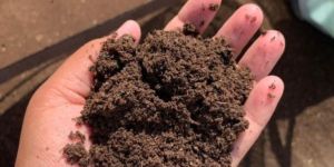 Vermicompost Fertilizer