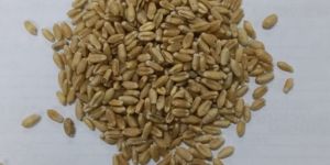 Wheat Seeds