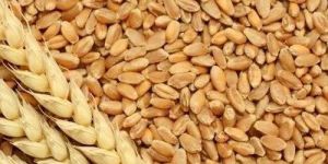 Rajasthani Wheat