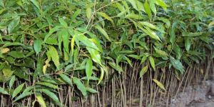 Forest Plants