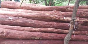 Natural Red Sandalwood