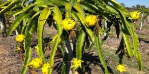 Australian Yellow Dragon Fruit Plant
