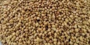 Coriander Seeds (Eagle) and Powder