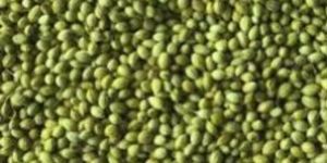 Coriander Seeds (Parrot) and Powder