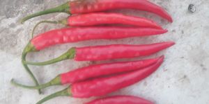 Red Chilli