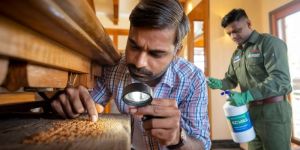 Wood Borer Pest Control Service