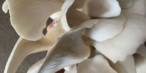 Oyester Mushrooms