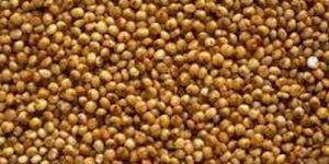 Kodo Millet Seeds