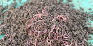 Eisenia Fetida Earthworm