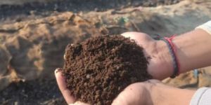 Vermicompost Manure
