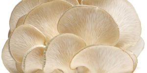 Oyester Mushroom
