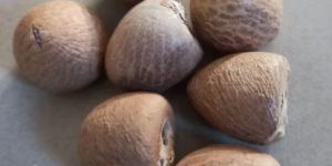 Brown Dry Areca Nuts