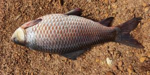 Fresh Rohu Fish