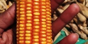 Yellow Maize