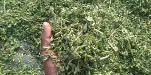 Lucerne Alfalfa Hay