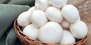 White Button Mushroom