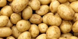 Potato