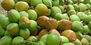 Tender Coconut