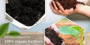 Vermicompost Fertilizer