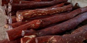 B Grade Red Sandalwood Log