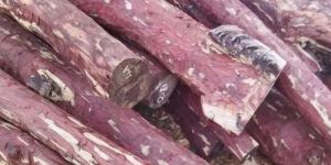 C Grade Red Sandalwood Log