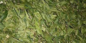 Neem Dry Leaves