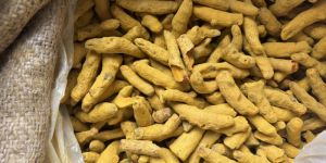 Turmeric Finger