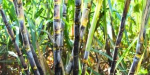 Sugarcane