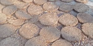 Cow Dung Cake