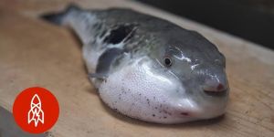 Puffer Fish
