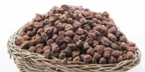 Phule G12 Chickpea Seed